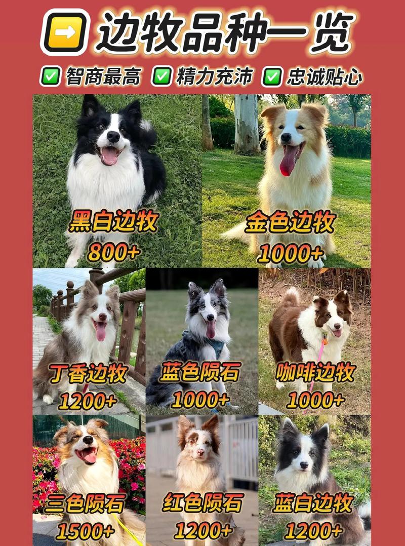 边牧贵宾德牧金毛拉布拉多（边牧智商狗狗排第几）