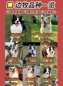 边牧贵宾德牧金毛拉布拉多（边牧智商狗狗排第几）