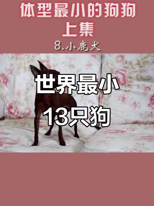 蝴蝶犬哈士奇萨摩耶等（体味最小的狗狗是什么）