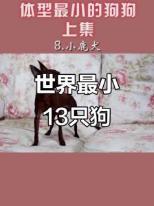 蝴蝶犬哈士奇萨摩耶等（体味最小的狗狗是什么）
