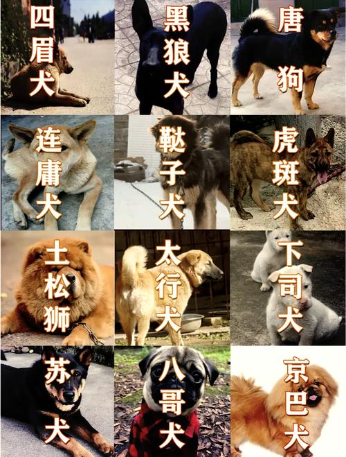 了解各品种特点和护理要点（狗狗图片品种大全图）