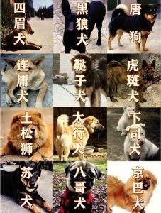了解各品种特点和护理要点（狗狗图片品种大全图）