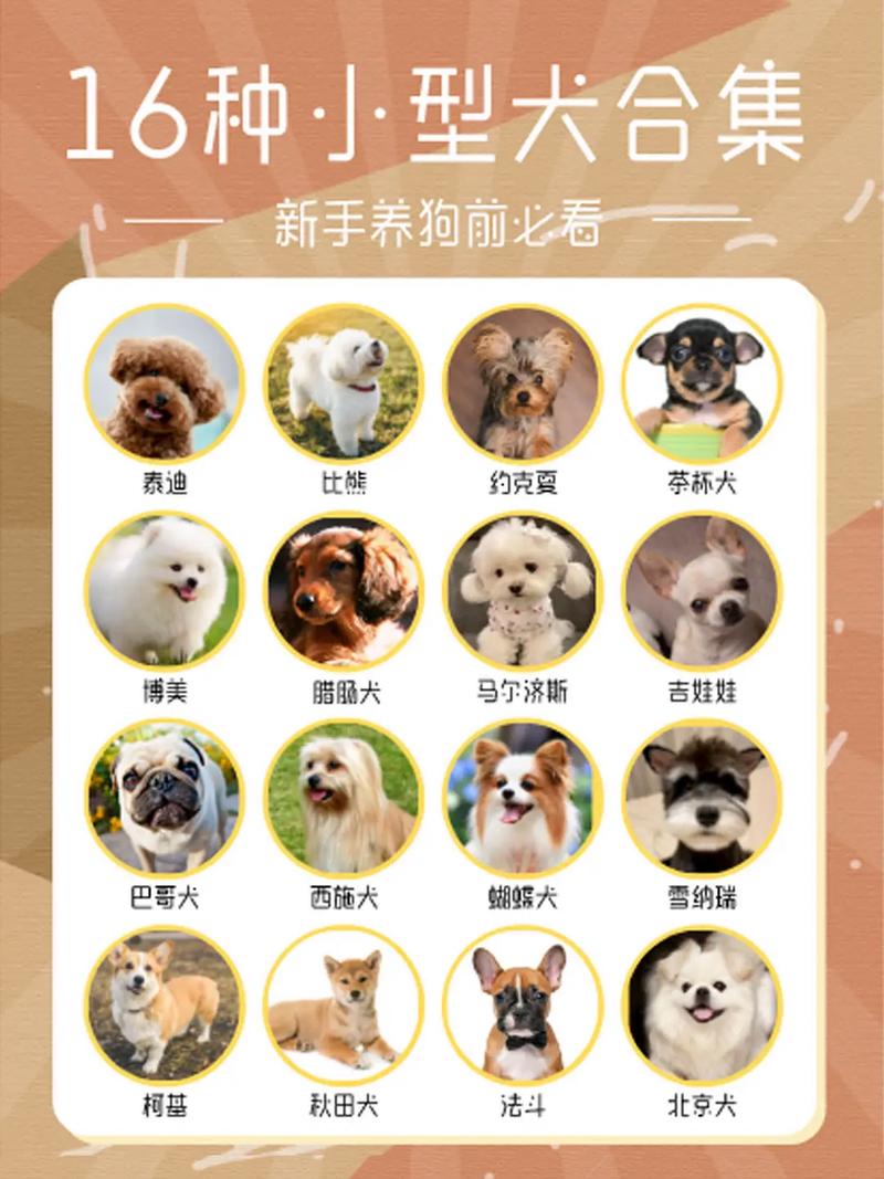 选对犬种省费用，中小型易打理（预算少可以养哪种狗）