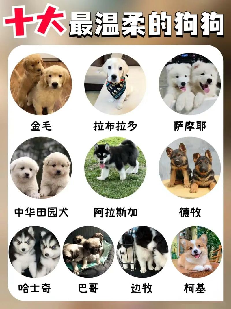 边境牧羊犬到拉布拉多（宠物名犬排名犬排行榜前十名最新）