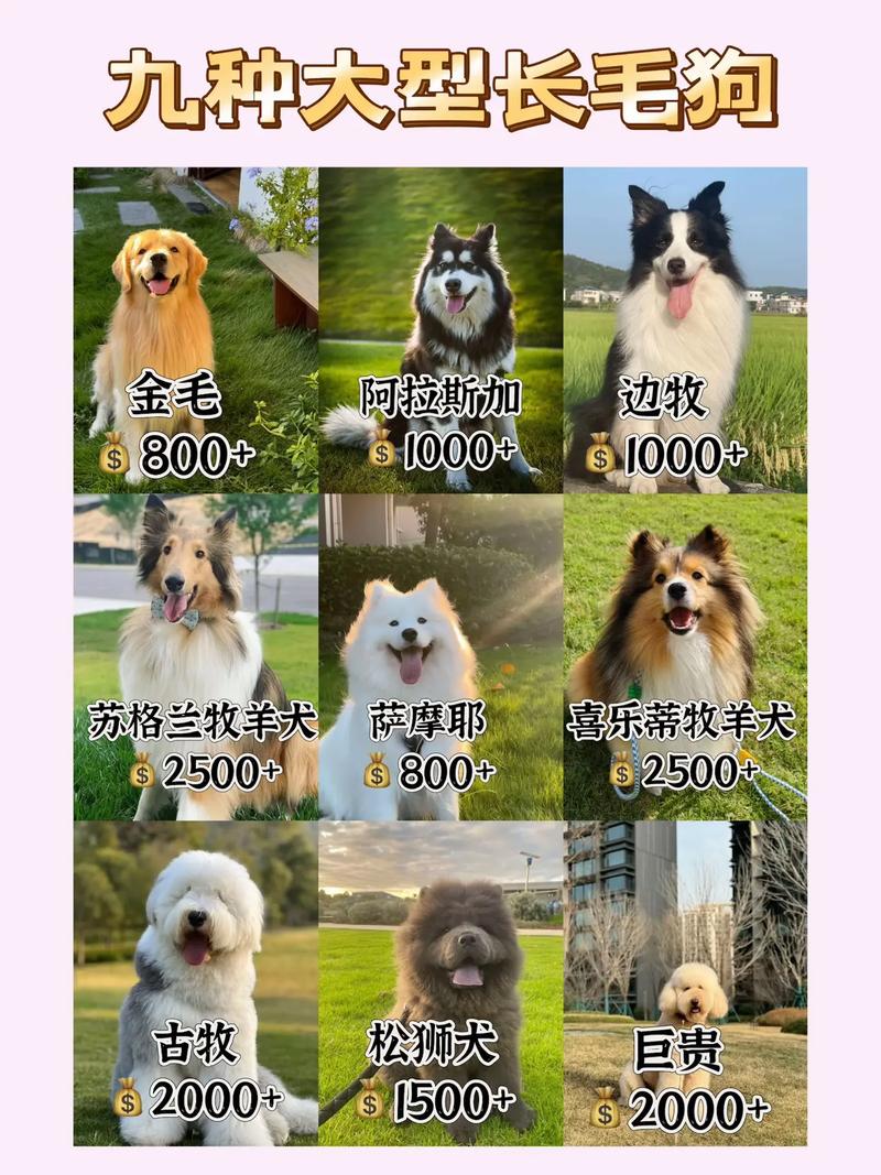 英国獒犬爱尔兰猎狼犬高加索牧羊犬圣伯纳犬大丹犬以及藏獒介绍（大型宠物犬排名大全）