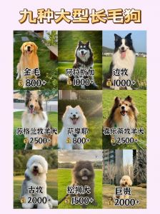英国獒犬爱尔兰猎狼犬高加索牧羊犬圣伯纳犬大丹犬以及藏獒介绍（大型宠物犬排名大全）
