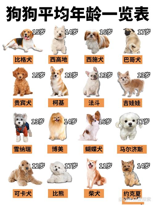 狗狗品种多样，了解它们才能更好照顾（100种狗狗品种）