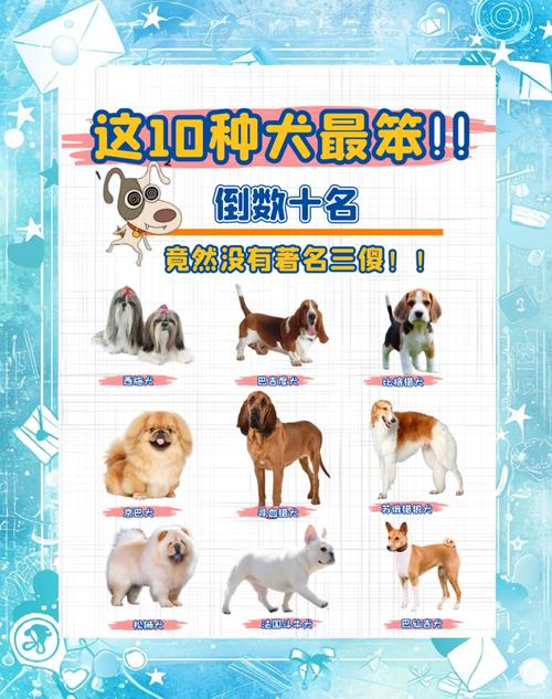 盘点受欢迎犬种优缺点！（狗狗排行榜）
