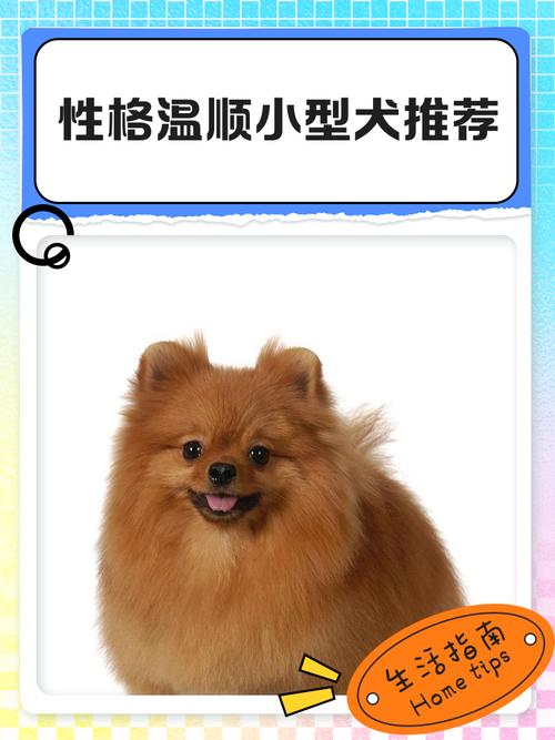 新手养狗指南（什么狗又聪明又好养）