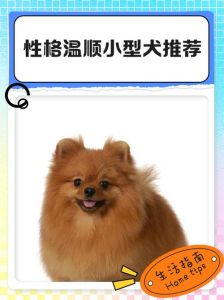 柯基拉布拉多泰迪比熊巴哥优缺点（哪种狗聪明又好养）