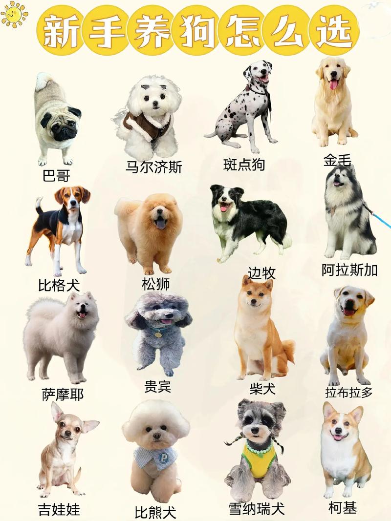养狗前考量环境预算，小型犬比熊马尔泰适合家庭（宠物狗养什么品种的比较好）