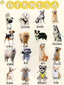 新手养狗选柯基拉布拉多泰迪比熊巴哥（新手养狗适合养什么狗）