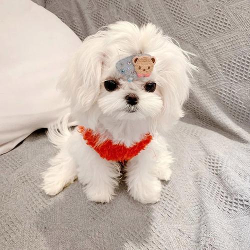 小型犬掉毛少体味轻，适合爱时尚的家庭（那种狗不掉毛异味小）