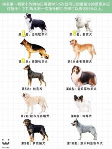 聪明温顺选边牧金毛等（智商最高狗狗品种）