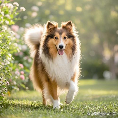 边牧领衔，聪明犬种大盘点（哪种品的狗狗智商最高）