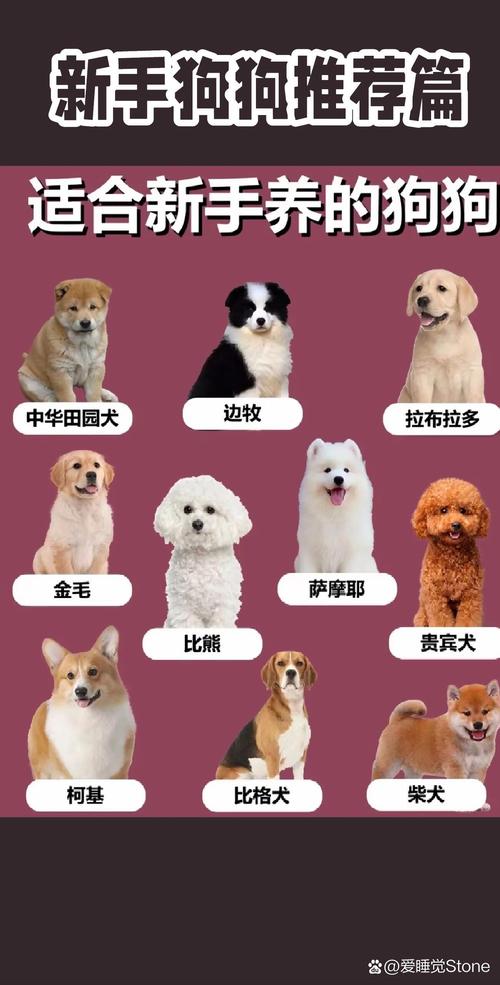 选低维护犬种更省心（养哪几种狗比较省心）