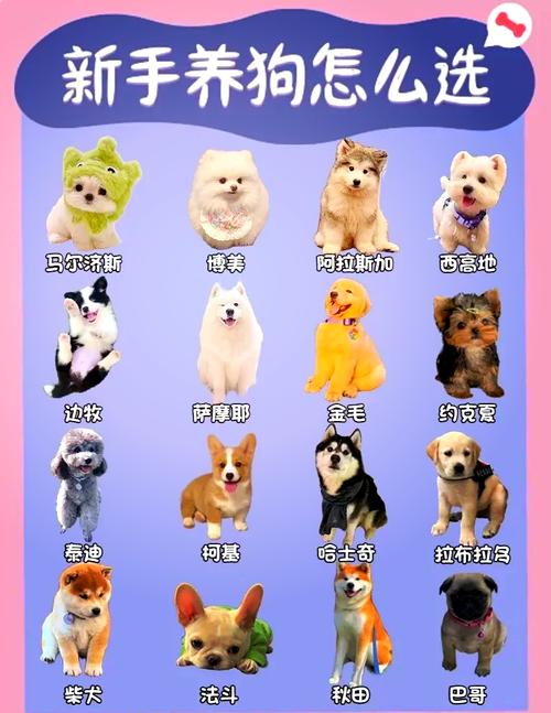 优雅低掉毛犬种推荐（中型犬不掉毛无体味的狗排名）