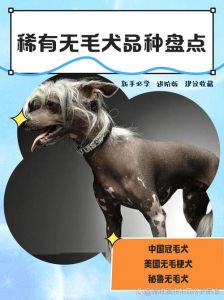 泰迪比熊雪纳瑞中国冠毛犬（掉毛少没体味又聪明的狗）