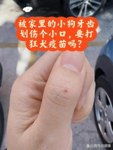 狗狗划伤流血怎么办？（被自己家养的狗狗不小心划出血）