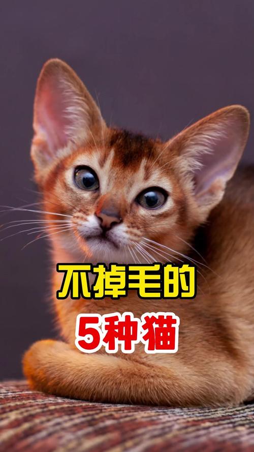 斯芬克斯孟买等受欢迎（猫不掉毛排行榜）