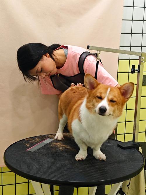 仓鼠龙猫豹纹守宫清洁省心（室内养什么宠物最干净）