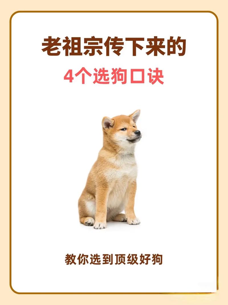 黏人舔舐翻肚皮！土狗认主七个表现（土狗认主人的7个征兆）