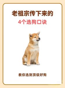 黏人舔舐翻肚皮！土狗认主七个表现（土狗认主人的7个征兆）