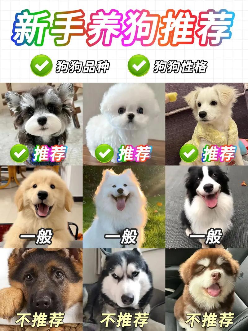 干净好养新手狗（养什么宠物狗好养又干净）