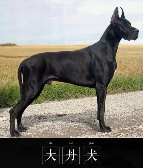 小型活泼，中型温顺，大型忠诚，选对是伴侣（宠物犬品种大全）