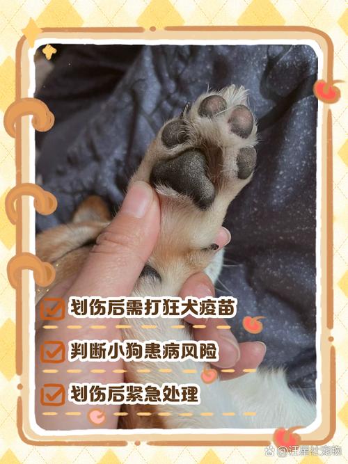 狗爪划伤脚留红痕？别大意，小心感染快处理！（脚让狗爪划了几条红痕）