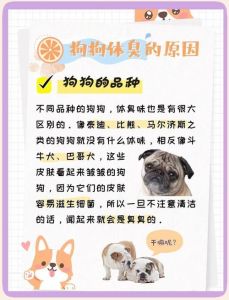 贵宾比熊等，科学护理更洁净（狗类中哪种狗没体味）