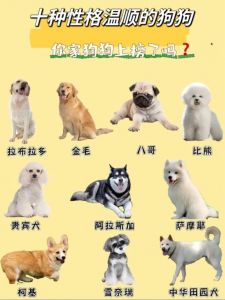 10种适合家庭的犬种（十大最适合家养的狗狗）