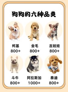 最受欢迎的10种宠物犬排行榜（宠物狗的品种大全排行榜前十名）