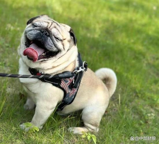 聪明好养的小型犬推荐（什么小型狗聪明听话又好养）