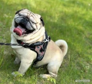 聪明好养的小型犬推荐（什么小型狗聪明听话又好养）