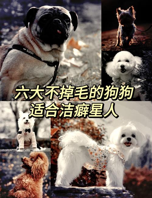 幼犬长不大？盘点6种萌宠犬！（养不大的小狗有什么品种）