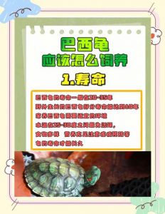 巴西龟公母识别及幼龟饲养要点（巴西龟的饲养方法介绍）