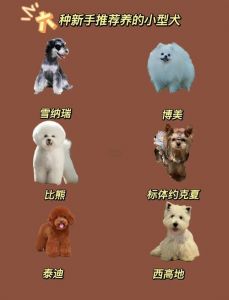 城市宠儿，聪明忠诚，细致关爱带来独特情感体验（宠物狗小型犬品种）
