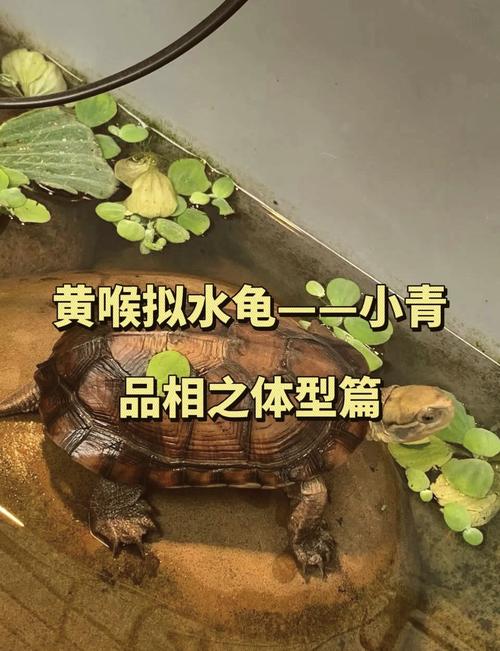 科学饲养防病，新手勿忽视（小青龟为什么不建议养）