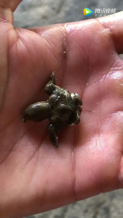 从无壳到硬壳（乌龟没有壳的样子图片）