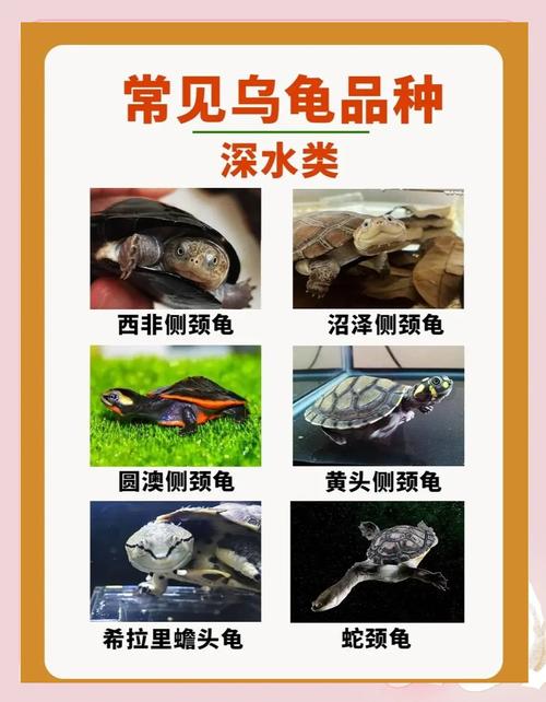 养深水龟有讲究，品种多要爱护（中国十大深水龟排名）