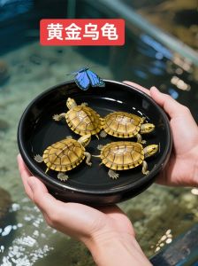 金色乌龟是白化或黄金巴西龟变种，活泼爱暖，饲养需注意健康（金色的乌龟是什么品种）