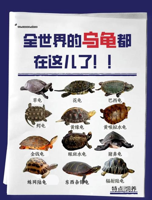 十种陆龟品种介绍与保护（十大陆龟品种排名）