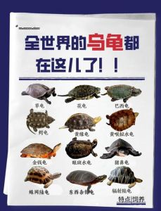 十种陆龟品种介绍与保护（十大陆龟品种排名）
