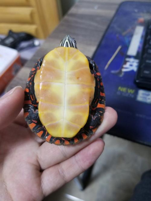 东锦龟消化好养？温度水质喂食要注意！（东锦龟的消化能力怎么样）