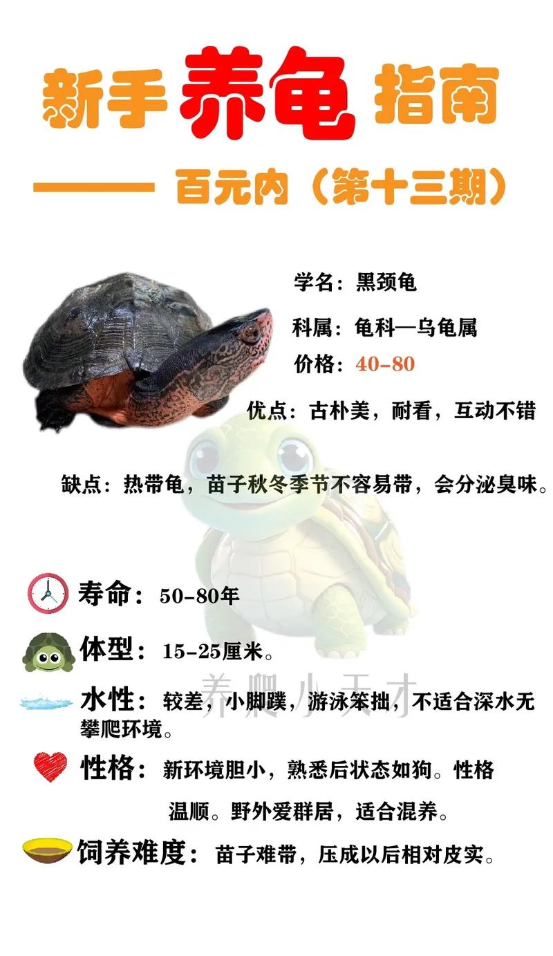 10种智慧超群的龟类（乌龟智商排行榜前10名）