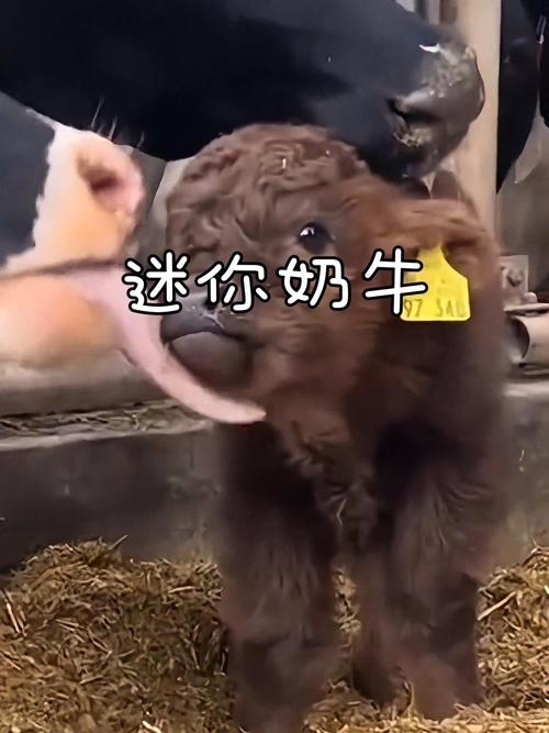 侏儒牛温顺陪伴，养牛需负责任（什么牛适合做宠物）