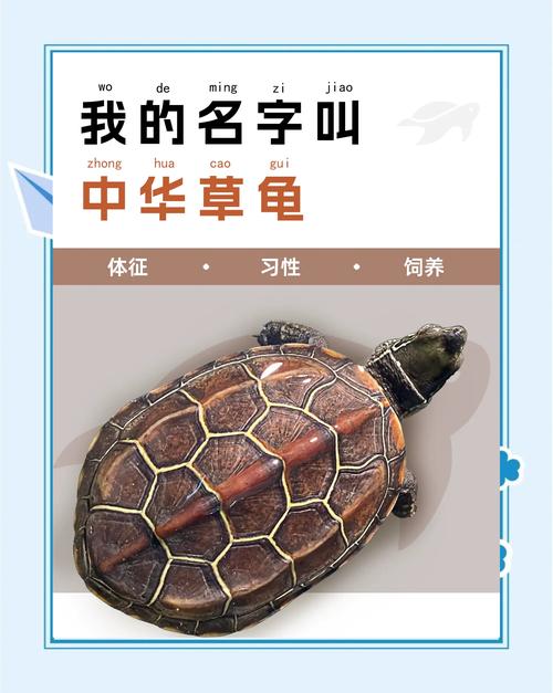 各地纹路多，珍稀变异需保护（草龟品种图片大全）