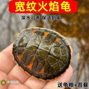多种食草龟介绍及饲养要点（吃菜龟有哪些品种）