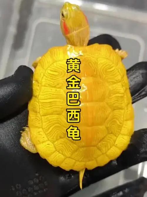 珍稀龟类价格高昂 数万至数十万，保护行动刻不容缓（现在什么龟最值钱）